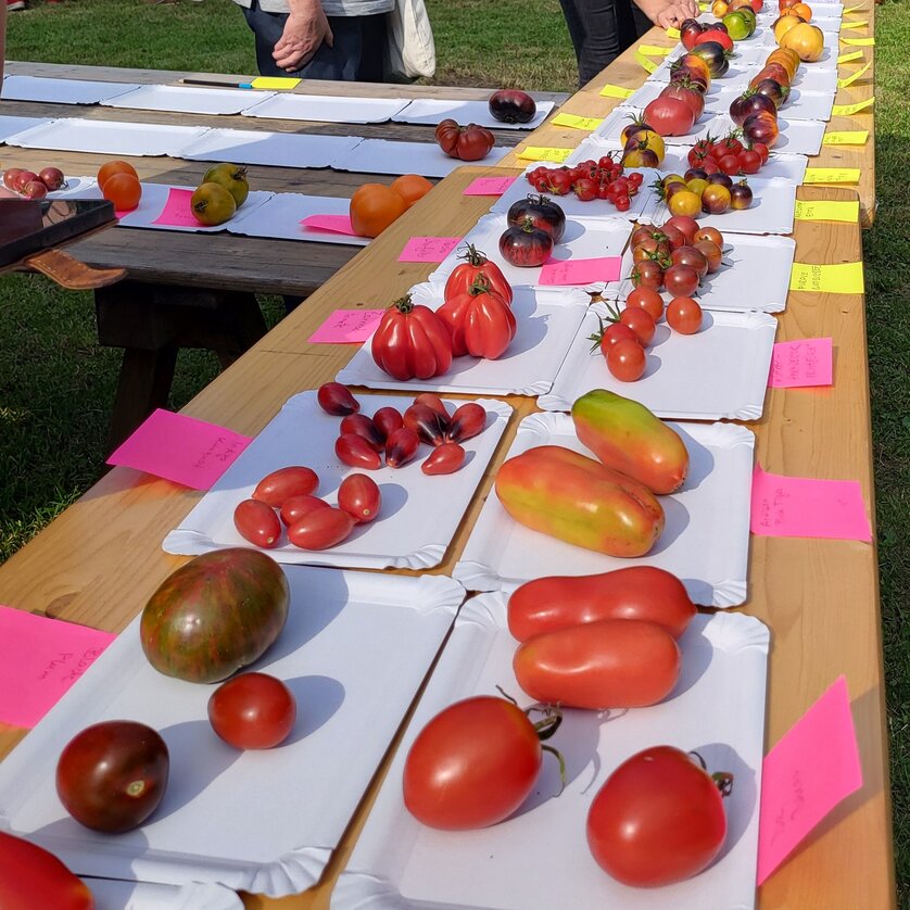 Eine Auswahl verschiedener Tomatenarten auf Papptellern, mit farbigen Notizen. | © Forum Urbanes Gärtnern