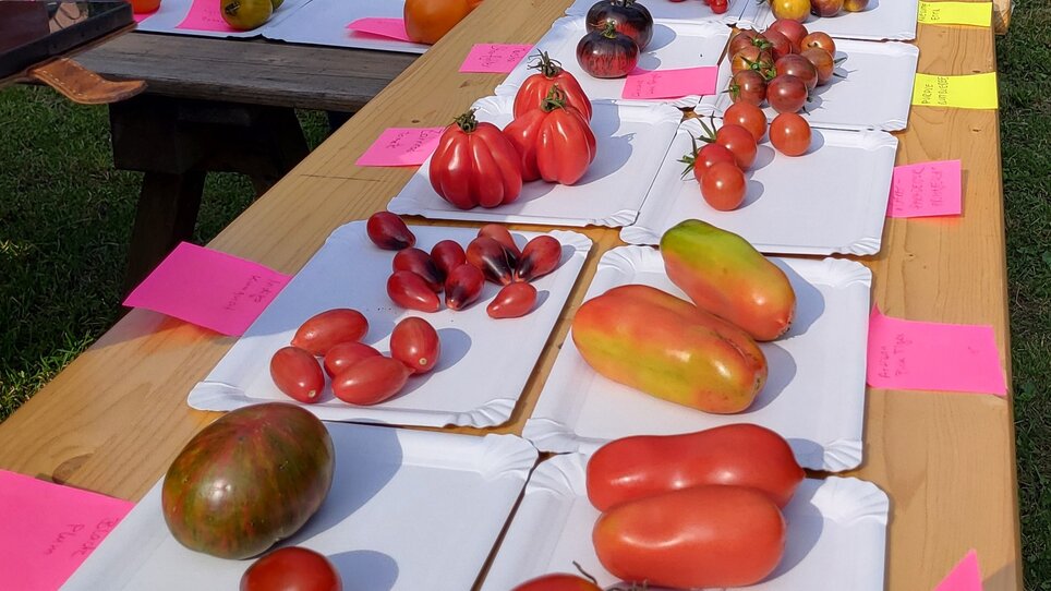 Eine Auswahl verschiedener Tomatenarten auf Papptellern, mit farbigen Notizen. | © Forum Urbanes Gärtnern