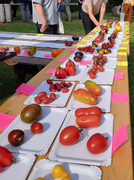 Una selezione di diverse varietà di pomodori su piatti di carta, con note colorate. | © Forum Urbanes Gärtnern