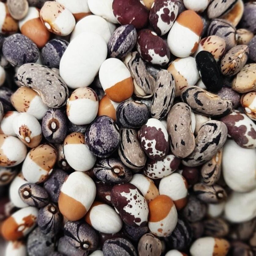 Bohnen | © Andreas Motschiunig