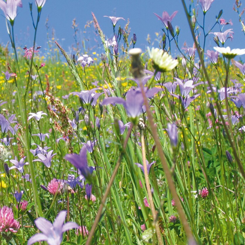 Naturparke Österreichs | © Alois Wilfling (OIKOS) Shutterstock Naturparke Österreichs | © Alois Wilfling (OIKOS) Shutterstock