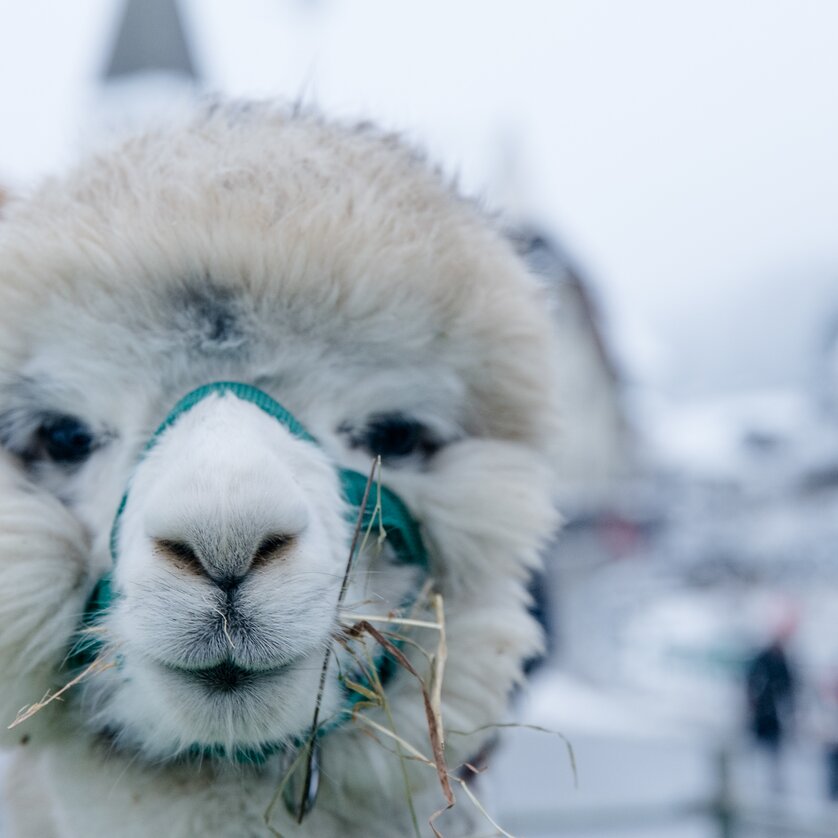 World Alpaca Expo & Conference - Impression #1 | © Region Graz - Mias Photoart-18