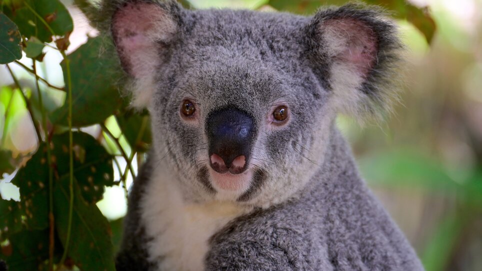 Nahaufnahme eines Koalas in Australien - zwischen Blättern, mit einem freundlich Blick. | © Gerhard Huber