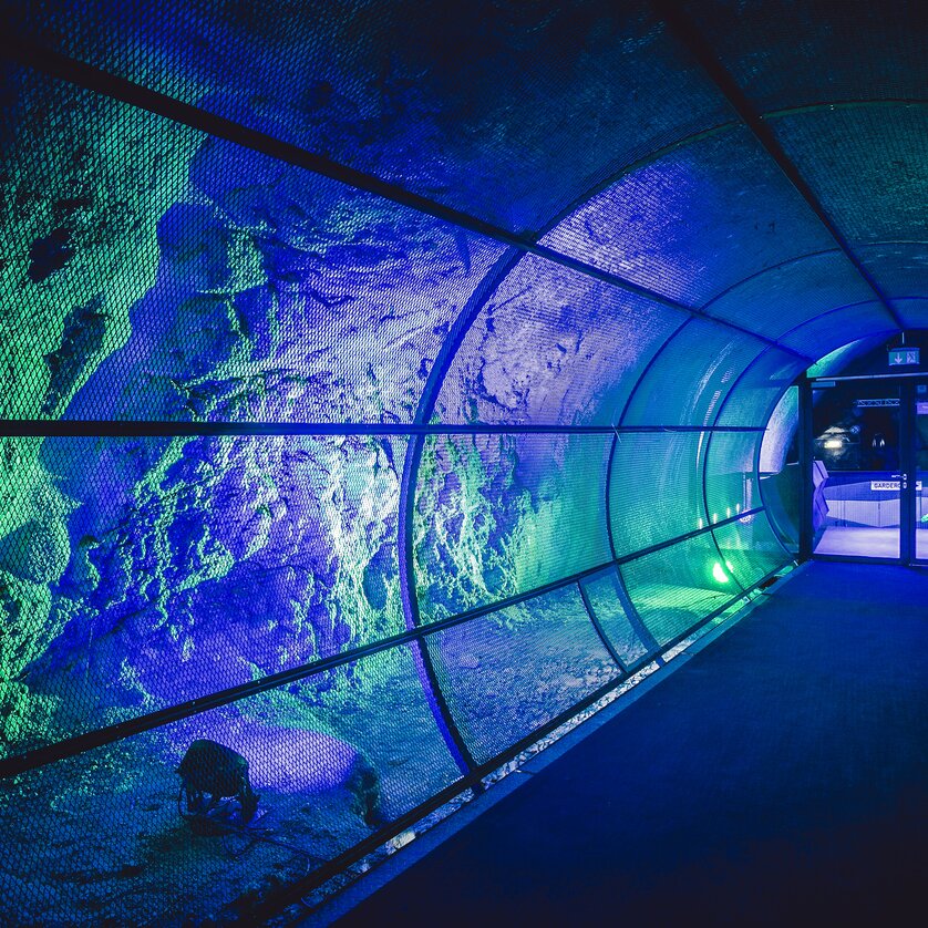 Futuristischer Tunnel im Dom im Berg | © Lupi Spuma Ein moderner Tunnel mit bunten Lichtern im Dom im Berg in Graz. | © Lupi Spuma