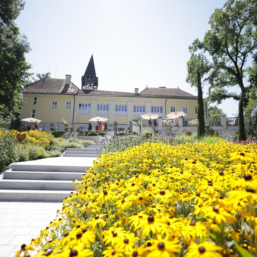 Blooming yellow flowers in front of Vasoldsberg Castle on a sunny day. | © Sarah Raiser Fotografie