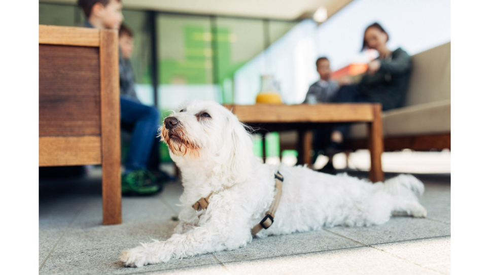 A dog lies relaxed on the floor while people chat in the background at harry's home hotel Hart bei Graz. | © harry’s home hotels - Daniel Zangerl