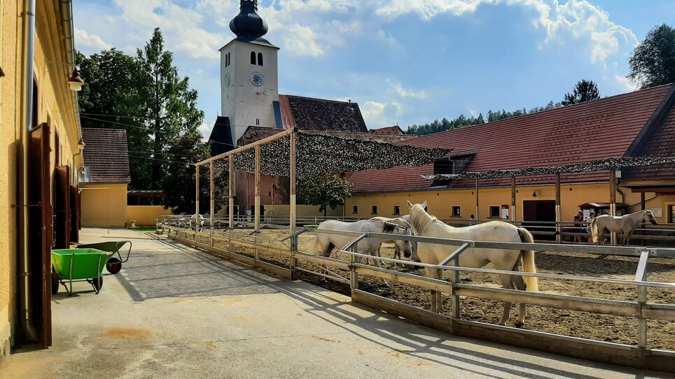 View of the horse stable at JUFA Hotel Maria Lankowitz with white horses. | © JUFA Hotel Maria Lankowitz