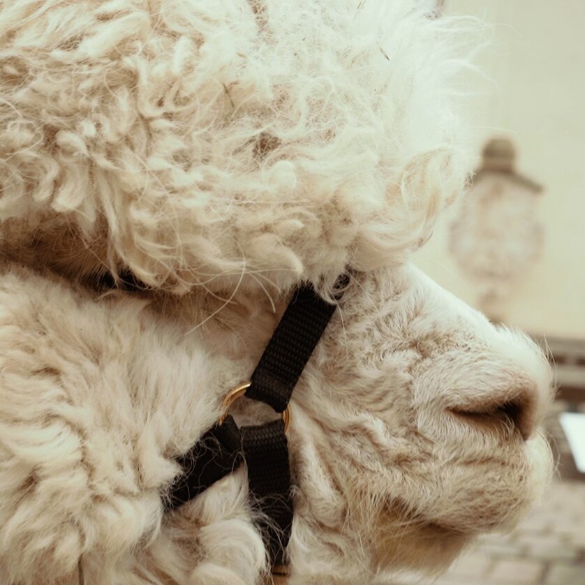 Symbolbild Alpaka  | © Region Graz - Mias Photoart