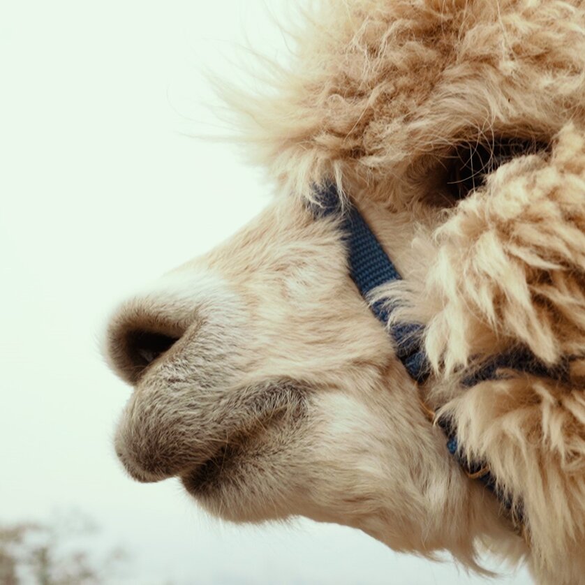 Symbolic Picture Alpaca | © Region Graz - Mias Photoart Symbolic Picture Alpaca | © Region Graz - Mias Photoart