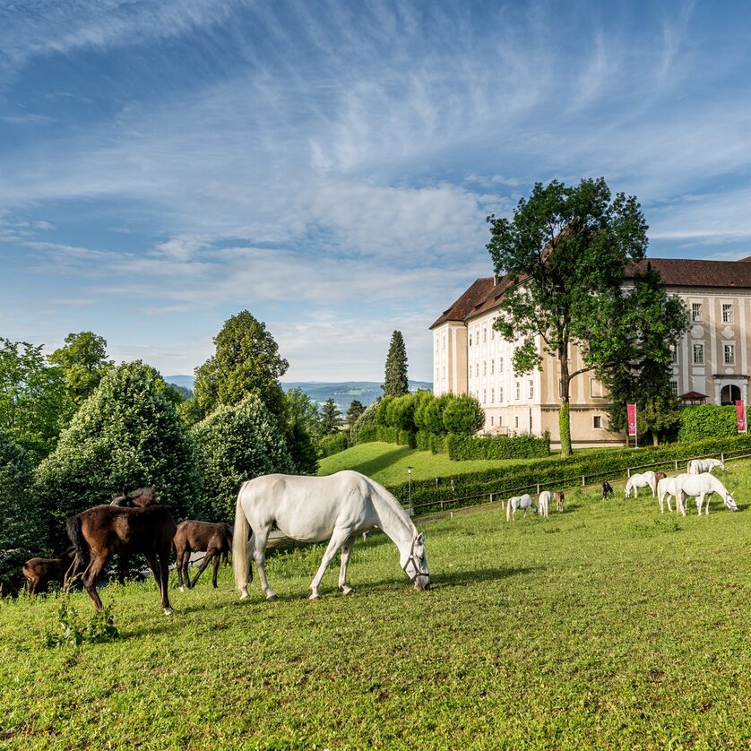 Lipizzanergestüt Piber | © Lipizzanerheimat-Die Abbilderei