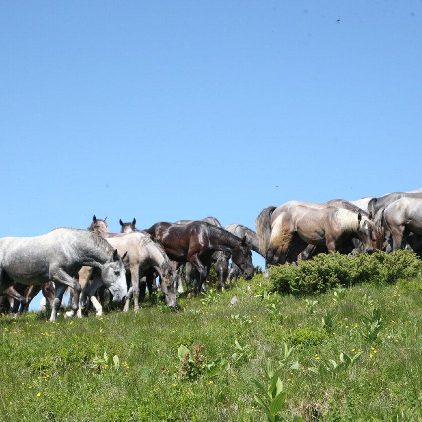 Sommerweide Stubalm | © SHS-LipizzanergestütPiberGöR-G. Boiselle Sommerweide Stubalm | © SHS-LipizzanergestütPiberGöR-G. Boiselle