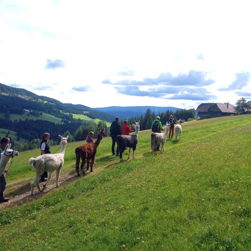 Llama hike | © LamaTouren-Gigleitner