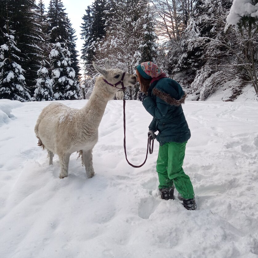 Llama kiss in winter | © LamaTour-Gigleitner Llama kiss in winter | © LamaTour-Gigleitner