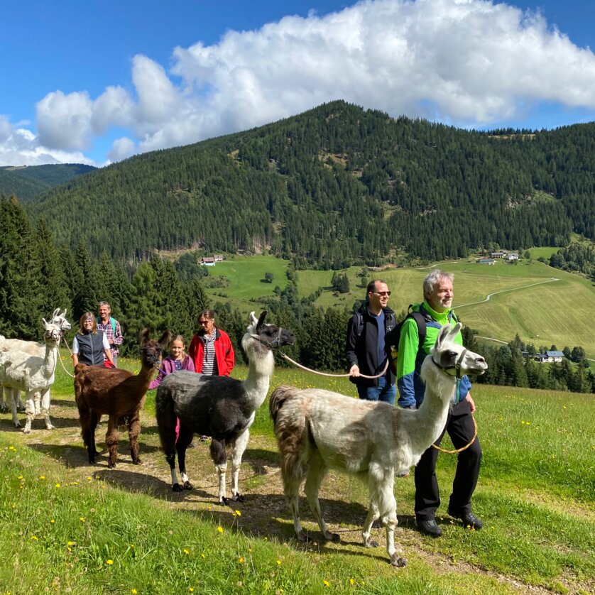 Lamawanderung | © LamaTouren-Gigleitner Lamawanderung | © LamaTouren-Gigleitner