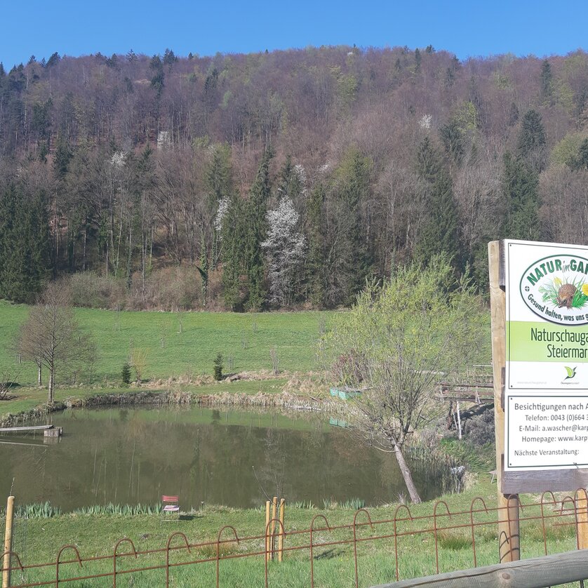Teichanlage Frühling | © Karpfenking Teichanlage Frühling | © Karpfenking