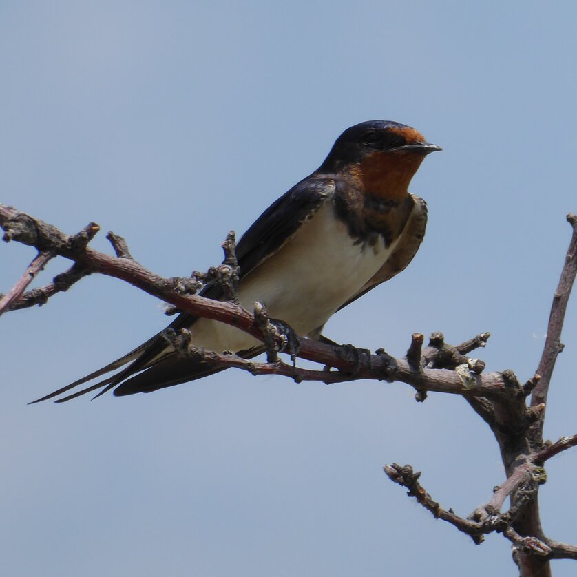 Barn Swallow | © Payandeh Barn Swallow | © Payandeh