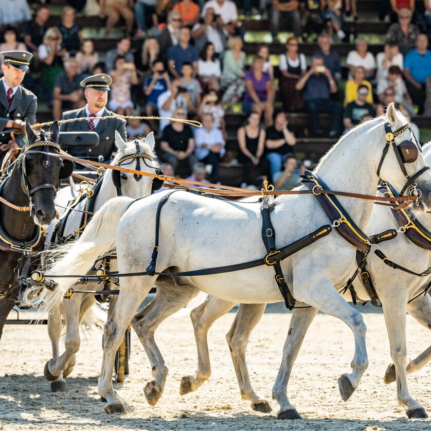 Lipizzaner Stud Farm Piber | © SHS-LipizzanergestütPiberGöR - René van Bakel Lipizzaner Stud Farm Piber | © SHS-LipizzanergestütPiberGöR - René van Bakel