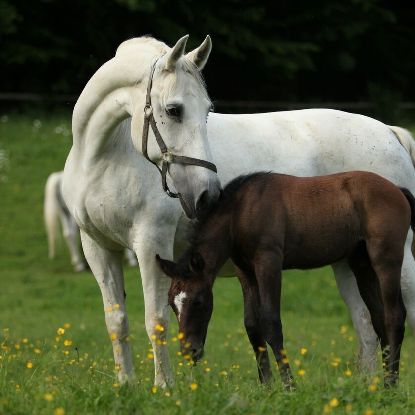 Muttertag1 | © GabrielleBoiselle_ SRS_Lipizzanergestüt Muttertag1 | © GabrielleBoiselle_ SRS_Lipizzanergestüt