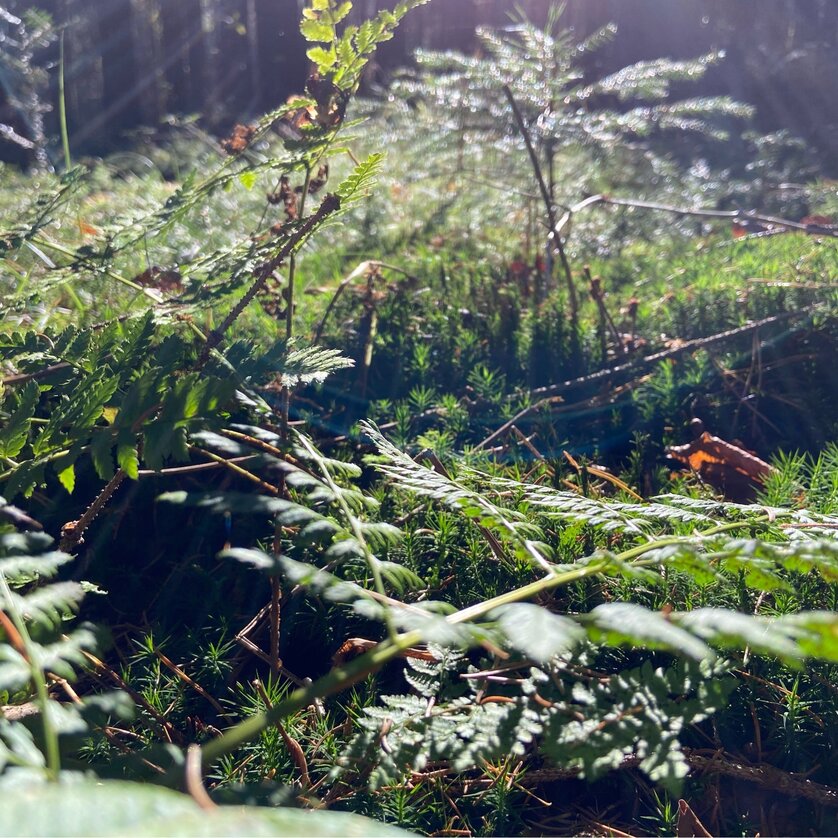 Forest bathing Thal | © Petra Pink Forest bathing Thal | © Petra Pink