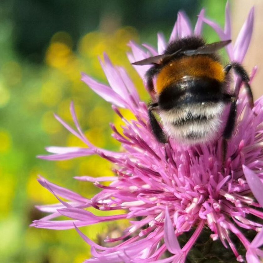 Wildbiene | © Stadt Graz- Grünraum und Gewässer Wildbiene | © Stadt Graz- Grünraum und Gewässer