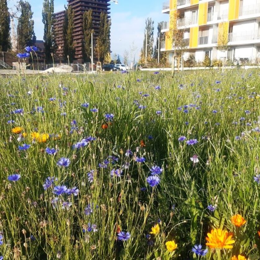 Reininghaus Blühwiese | © Stadt Graz - Grünraum und Gewässer Reininghaus Blühwiese | © Stadt Graz - Grünraum und Gewässer