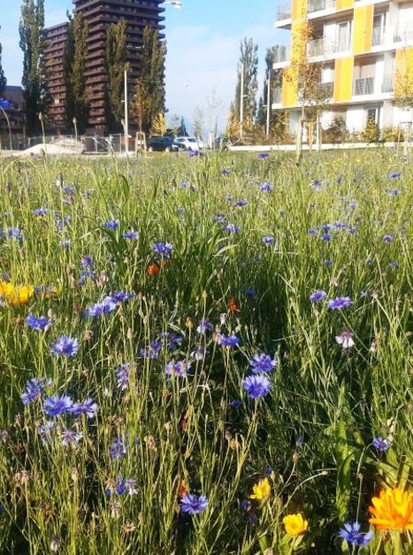 Reininghaus Blühwiese | © Stadt Graz - Grünraum und Gewässer