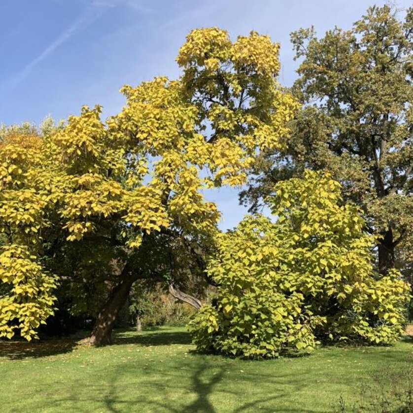 Baumpflege Pappel | © Robert Grill - Stadt Graz