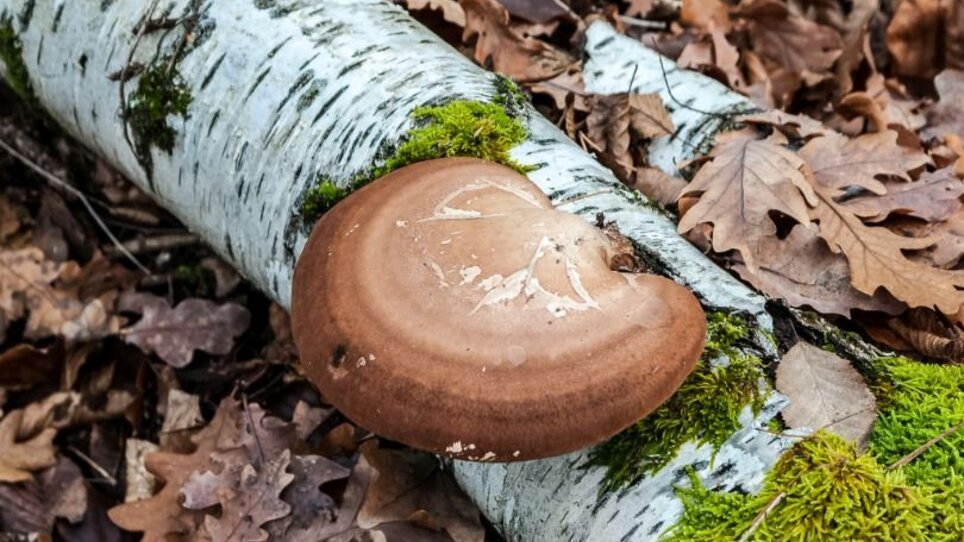 Baumpilz Birkenporling | © Adobe Stock