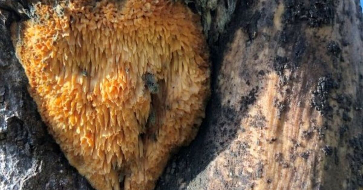(Ver-)Führung durch die Natur - Baumpilze und ihre Wirkung
