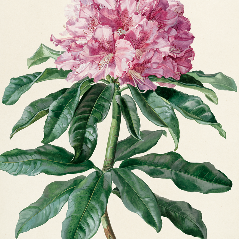 Detailierte Darstellung einer pinken Rhododendron-Blüte mit üppigem Laub. | © Foto UMJ - N. Lackner