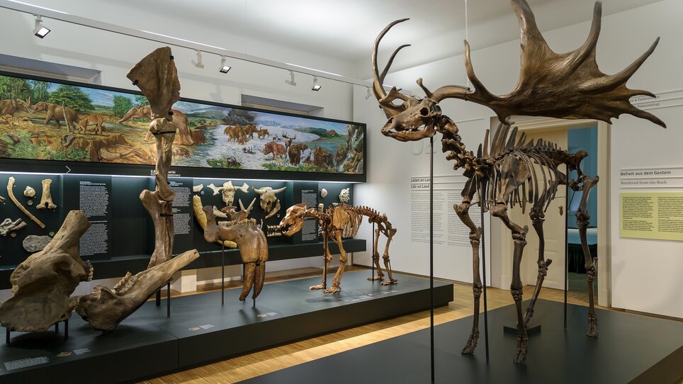 Joanneumsviertel - Naturkundemuseum | © UMJ - N. Lackner +