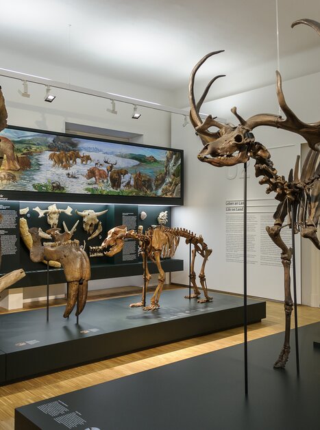 Eine Ausstellung zeigt verschiedene Fossilien und andere prähistorische Tiere. | © UMJ - N. Lackner +