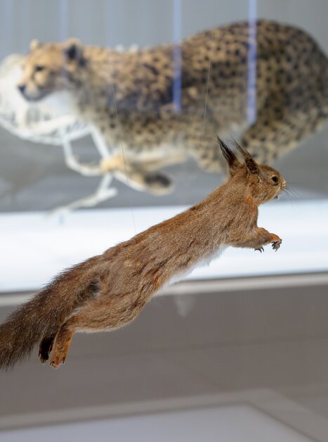 Uno scoiattolo tassidermizzato salta davanti a uno scheletro di ghepardo. | © UMJ - N. Lackner