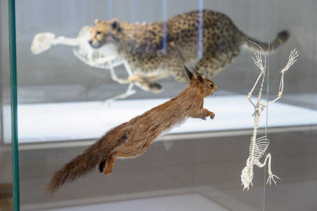 Naturkundemuseum