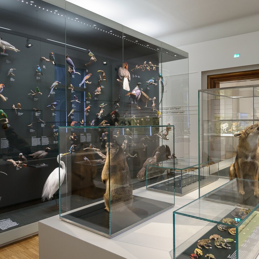 Präsentation von Vögeln und Tieren im Naturkundemuseum. | © UMJ - N. Lackner