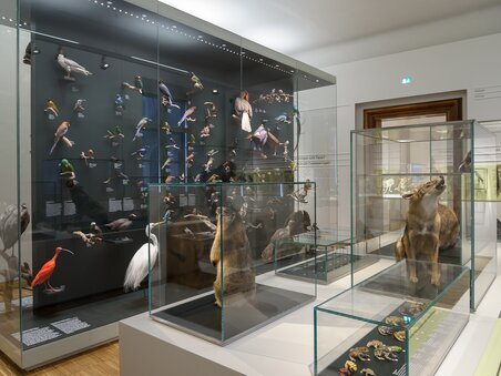 Natural History Museum | © UMJ - N. Lackner