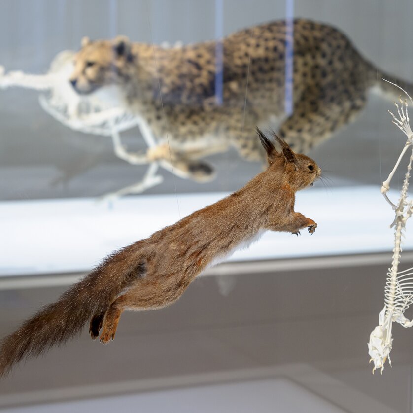 Joanneumsviertel - Naturkundemuseum | © UMJ - N. Lackner Joanneumsviertel - Naturkundemuseum | © UMJ - N. Lackner
