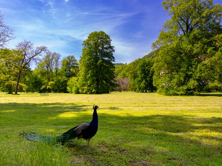 Il parco del castello di Eggenberg con un pavone in primo piano. | © Graz Tourismus - Harry Schiffer