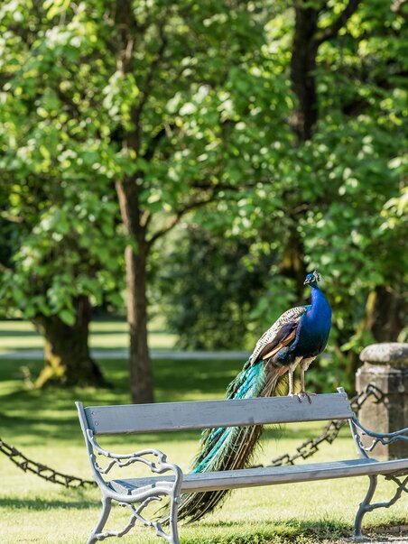 Frau macht Selfie mit Pfau im Schlosspark von Schloss Eggenberg. | © Graz Tourismus - Mias Photoart
