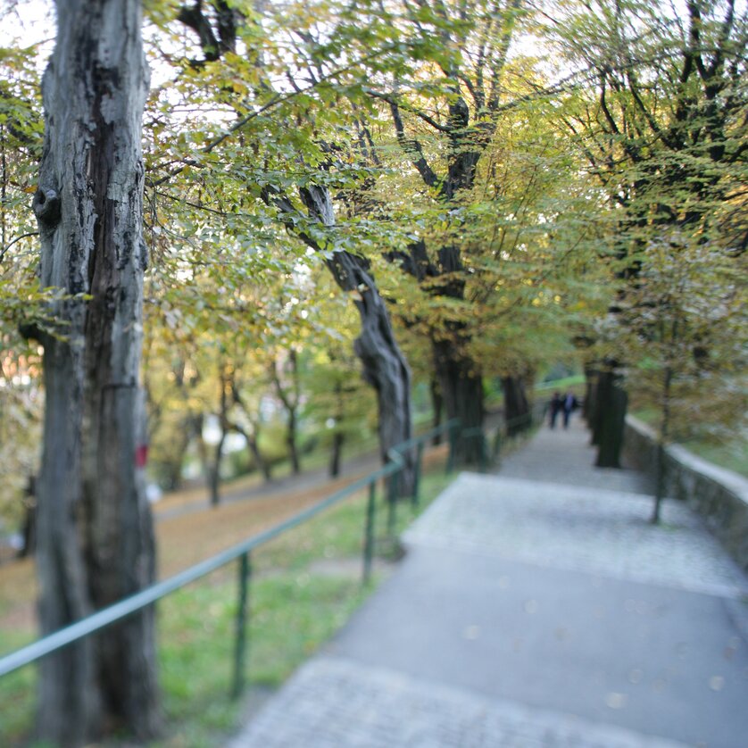 Hainbuchenallee am Grazer Schlossberg | © Graz Tourismus - Harry Schiffer Hainbuchenallee am Grazer Schlossberg | © Graz Tourismus - Harry Schiffer