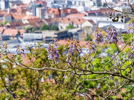 Princess Tree with a view of Graz. | © Graz Tourismus - Harry Schiffer