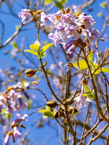 A princess tree with purple flowers and fresh leaves against a blue sky. | © Graz Tourismus - Harry Schiffer