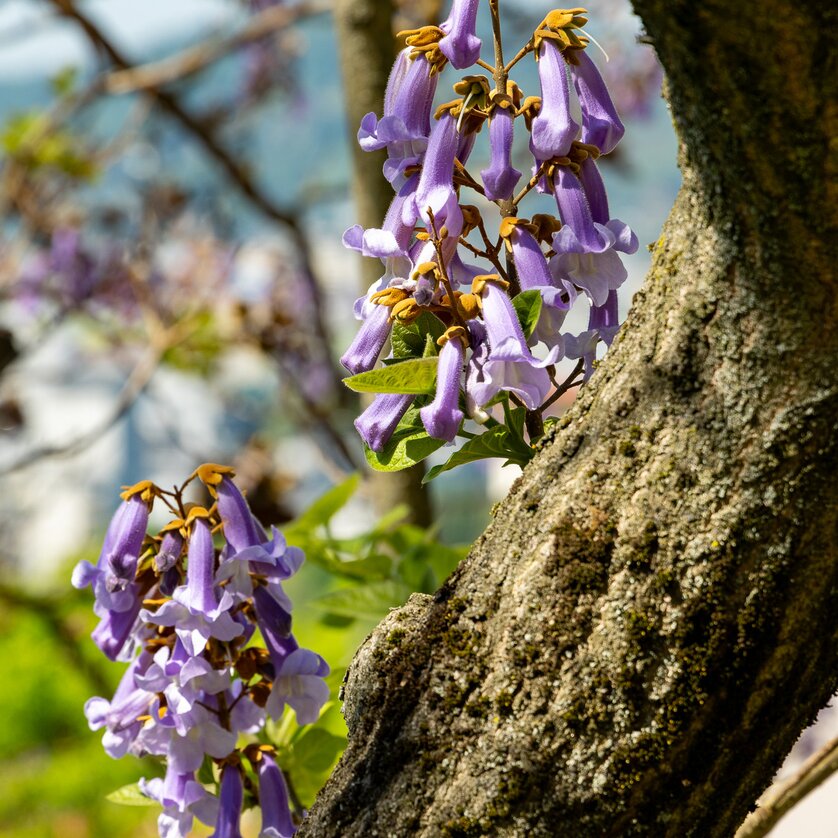 Blauglockenbaum am Grazer Schlossberg | © Graz Tourismus - Harry Schiffer Ein Blauglockenbaum blüht am Grazer Schlossberg mit lila Blumen. | © Graz Tourismus - Harry Schiffer