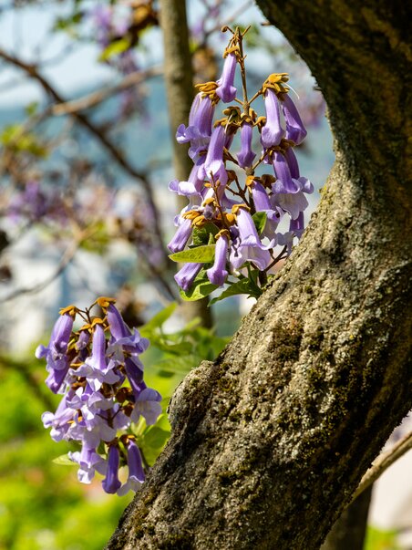 A princess tree blooms on Graz Schlossberg with purple flowers. | © Graz Tourismus - Harry Schiffer