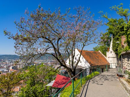 View of Graz with Princess Tree. | © Graz Tourismus - Harry Schiffer