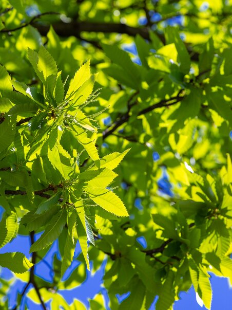 Die leuchtenden grünen Blätter eines Edelkastanienbaums unter blauem Himmel. | © Graz Tourismus - Harry Schiffer