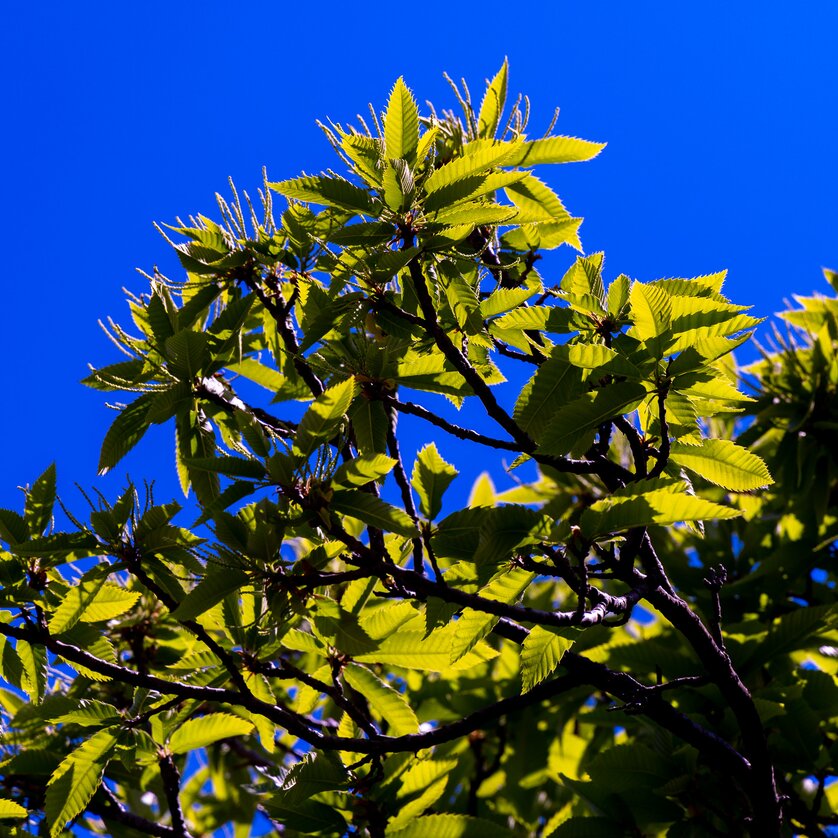 Albero di Castagne sullo Schlossberg di Graz | © Graz Tourismus - Harry Schiffer Foglie verdi di un albero di castagno sotto un cielo blu chiaro. | © Graz Tourismus - Harry Schiffer