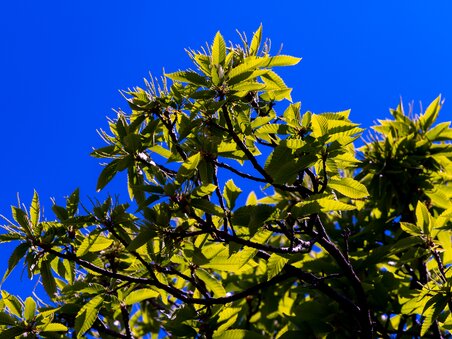 Grüne Blätter eines Edelkastanienbaums unter klarem blauen Himmel. | © Graz Tourismus - Harry Schiffer