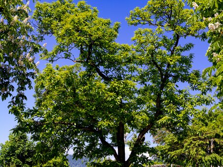 Ein prächtiger Edelkastanienbaum vor blauem Himmel auf dem Grazer Schlossberg. | © Graz Tourismus - Harry Schiffer
