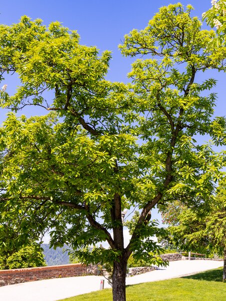 Ein gesunder Edelkastanienbaum mit grünen Blättern am Grazer Schlossberg. | © Graz Tourismus - Harry Schiffer
